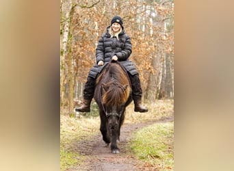 Caballos islandeses, Yegua, 13 años, 131 cm, Negro