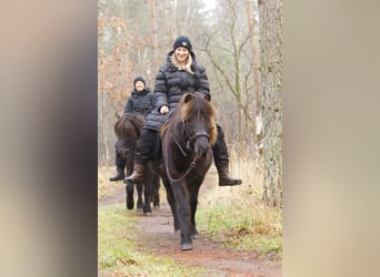 Caballos islandeses, Yegua, 13 años, 131 cm, Negro