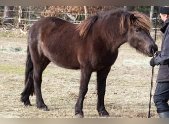 Caballos islandeses, Yegua, 13 años, 131 cm, Negro