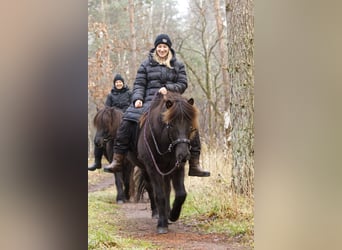 Caballos islandeses, Yegua, 13 años, 131 cm, Negro