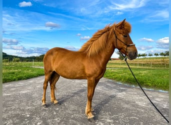 Caballos islandeses, Yegua, 13 años, 132 cm, Alazán