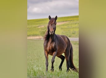 Caballos islandeses, Yegua, 13 años, 134 cm, Castaño