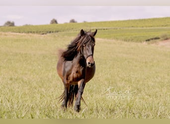 Caballos islandeses, Yegua, 13 años, 134 cm, Castaño