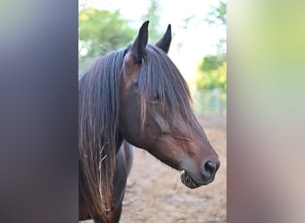 Caballos islandeses, Yegua, 13 años, 134 cm, Castaño