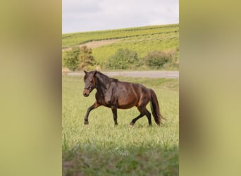 Caballos islandeses, Yegua, 13 años, 134 cm, Castaño