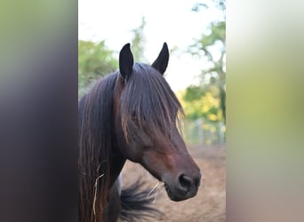 Caballos islandeses, Yegua, 13 años, 134 cm, Castaño