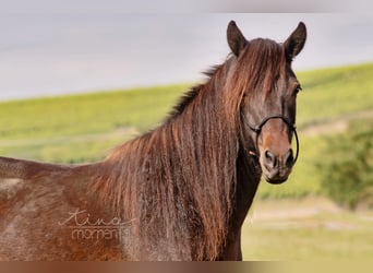 Caballos islandeses, Yegua, 13 años, 134 cm, Castaño