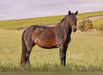 Caballos islandeses, Yegua, 13 años, 134 cm, Castaño