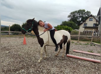 Caballos islandeses Mestizo, Yegua, 13 años, 134 cm, Pío