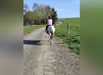 Caballos islandeses Mestizo, Yegua, 13 años, 134 cm, Pío