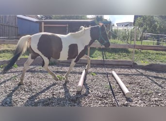 Caballos islandeses Mestizo, Yegua, 13 años, 134 cm, Pío