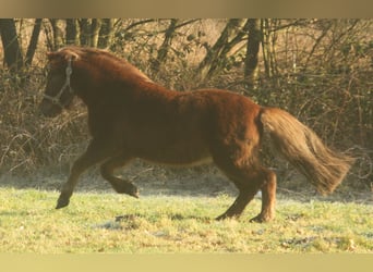 Caballos islandeses, Yegua, 13 años, 135 cm, Alazán-tostado