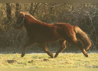 Caballos islandeses, Yegua, 13 años, 135 cm, Alazán-tostado