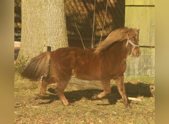 Caballos islandeses, Yegua, 13 años, 135 cm, Alazán-tostado