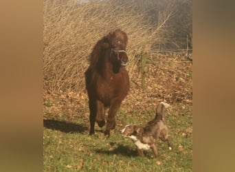 Caballos islandeses, Yegua, 13 años, 135 cm, Alazán-tostado