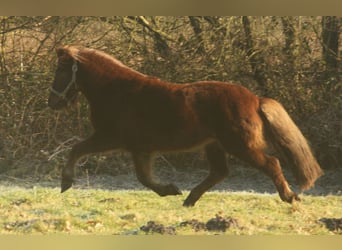 Caballos islandeses, Yegua, 13 años, 135 cm, Alazán-tostado