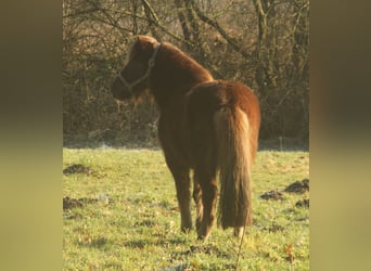 Caballos islandeses, Yegua, 13 años, 135 cm, Alazán-tostado