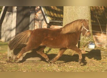 Caballos islandeses, Yegua, 13 años, 135 cm, Alazán-tostado