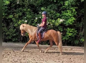 Caballos islandeses, Yegua, 13 años, 137 cm, Alazán