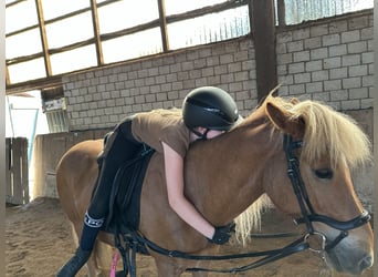 Caballos islandeses, Yegua, 13 años, 137 cm, Alazán