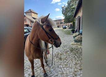 Caballos islandeses, Yegua, 13 años, 137 cm, Alazán