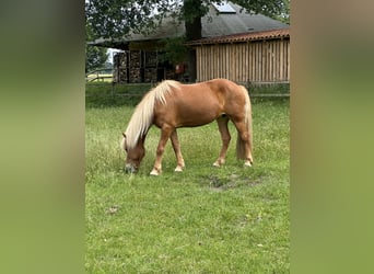 Caballos islandeses, Yegua, 13 años, 137 cm, Alazán