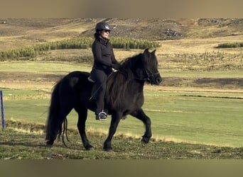 Caballos islandeses, Yegua, 13 años, 137 cm, Negro
