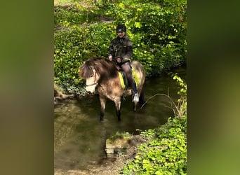 Caballos islandeses, Yegua, 13 años, 139 cm, Buckskin/Bayo