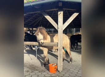 Caballos islandeses, Yegua, 13 años, 139 cm, Buckskin/Bayo