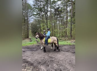 Caballos islandeses, Yegua, 13 años, 139 cm, Buckskin/Bayo