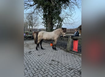 Caballos islandeses, Yegua, 13 años, 139 cm, Buckskin/Bayo