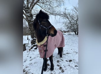 Caballos islandeses, Yegua, 13 años, 139 cm, Castaño