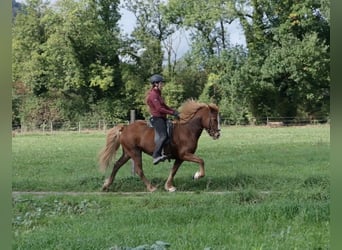 Caballos islandeses, Yegua, 13 años, 140 cm, Alazán