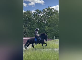 Caballos islandeses, Yegua, 13 años, 140 cm, Negro