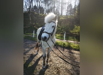 Caballos islandeses, Yegua, 13 años, 140 cm, Tordo