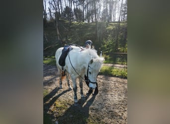 Caballos islandeses, Yegua, 13 años, 140 cm, Tordo