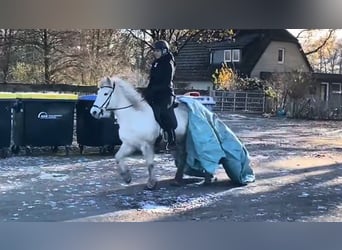 Caballos islandeses, Yegua, 13 años, 140 cm, Tordo