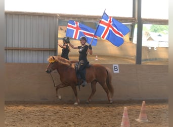 Caballos islandeses, Yegua, 13 años, 141 cm, Alazán