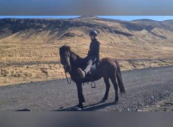 Caballos islandeses, Yegua, 13 años, 142 cm, Castaño