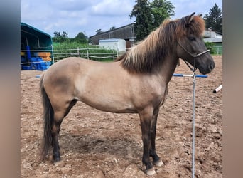 Caballos islandeses, Yegua, 13 años, 143 cm, Bayo