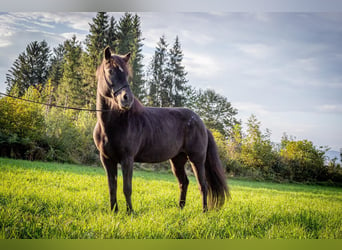 Caballos islandeses, Yegua, 13 años, 143 cm, Negro