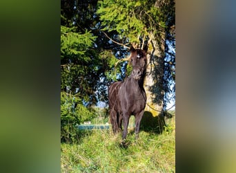 Caballos islandeses, Yegua, 13 años, 143 cm, Negro