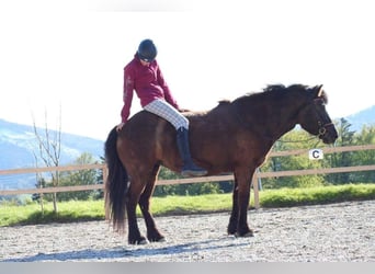 Caballos islandeses, Yegua, 13 años, 143 cm, Negro