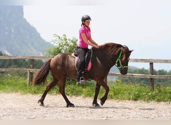 Caballos islandeses, Yegua, 13 años, 143 cm, Negro