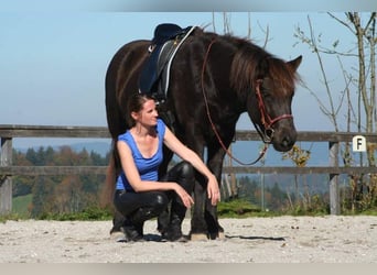 Caballos islandeses, Yegua, 13 años, 143 cm, Negro