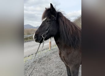 Caballos islandeses, Yegua, 13 años, 144 cm, Negro