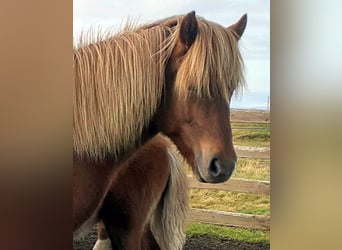 Caballos islandeses, Yegua, 13 años, Alazán