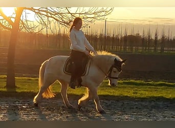 Caballos islandeses, Yegua, 14 años, 132 cm, Cremello