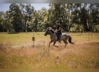 Caballos islandeses, Yegua, 14 años, 137 cm
