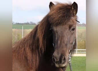 Caballos islandeses, Yegua, 14 años, 139 cm, Negro